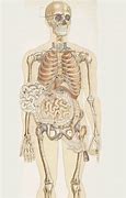 Image result for Anatomy Chart L1