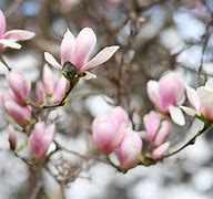 Image result for Magnolia Zuil