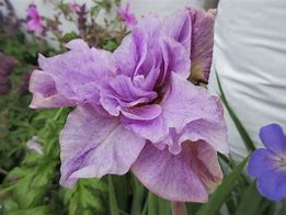 Image result for Iris sibirica Pink Parfait