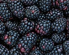 Image result for Blackberries Fruit