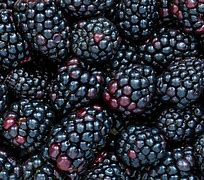 Image result for BlackBerry Fruit