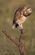 Image result for Funny Wild Animals Wallpaper
