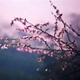 Image result for Cherry Blossom Wallpaper Xbox