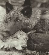 Image result for Wolves Cuddling GIF