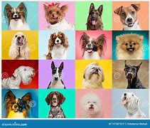 Image result for Dog Breeds Collage