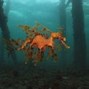 Image result for Unknown Sea Creatures