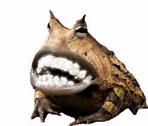 Image result for Marsupial Frog with Teeth
