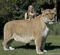 Image result for Largest Tiger in the World Ever Found