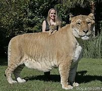 Image result for World's Biggest Tiger