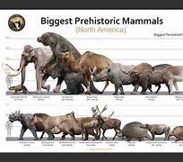 Image result for 50 000 bc animal