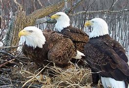 Image result for Are the Eagles at Chesapeake Bay