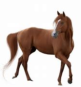 Image result for Horse Image Transparent Background
