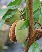 Image result for Semi-Dwarf Almond Tree