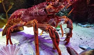 Image result for Giant Lobster Pet