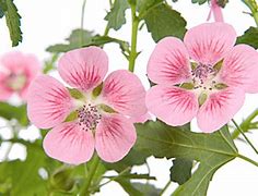 Image result for Anisodontea capensis