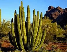 Image result for Arizona Plants