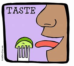 Image result for Sense of Taste Clip Art
