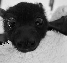 Image result for Most Cutest Bat