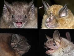 Image result for Old Age Bat S