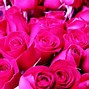 Image result for pink rose wallpaper
