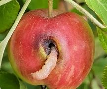 Image result for Apple with Worm