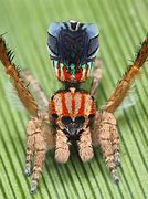 Image result for Spiders