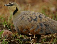 Image result for Pterocles gutturalis