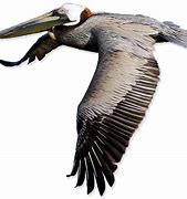 Image result for Pelican Cartoon Clip Art