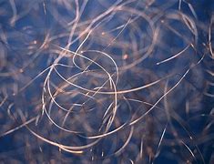 Image result for Red Copper Wire