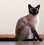 Image result for Large-Eared Cat