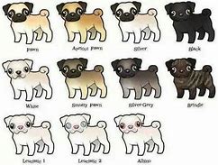Image result for All Pug Colors