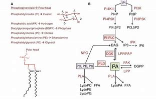 Image result for IP6 Pathway