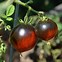 Image result for Some Apples Tomatoes