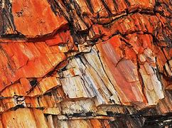Image result for Petrified Plants