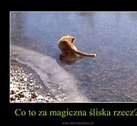 Image result for co_to_za_zbigniew_marciniak