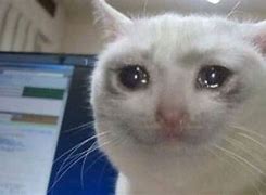 Image result for Cat Crying Meme Covering Up