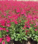 Image result for Salvia greggii Mirage Hot Pink