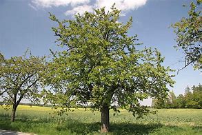 Image result for Prunus avium Puters Dikke