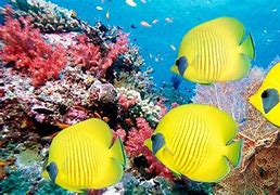 Image result for 3840X2160 Wallpaper Underwater