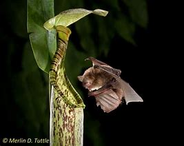 Image result for Flores Woolly Bat