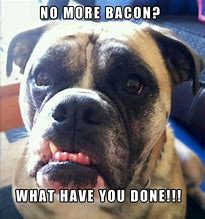 Image result for Funny Boxer Dog Memes