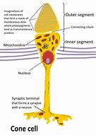 Image result for Cone Cells Types