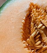 Image result for Cantaloupe Seeds