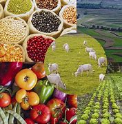 Image result for agropeciario