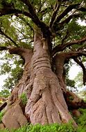 Image result for Baobab 6000 Years Old in Tanzania