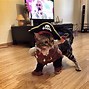 Image result for Cat Pirate Costume