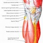 Image result for Ankle Joint Calf Muscle