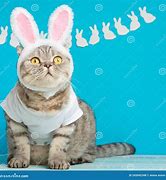 Image result for Easter Cat
