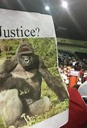 Image result for Harambe Timeline Meme