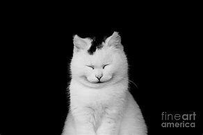 Image result for White Cat Smile